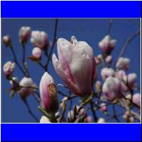 magnolienSteinach.jpg