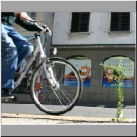 Velo-und-Blume.jpg