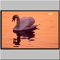 schwan_River.jpg